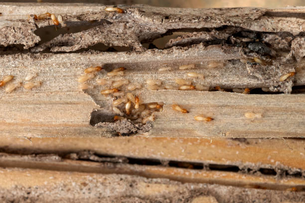 Best Rodent Control Near Me  in Granger, TX